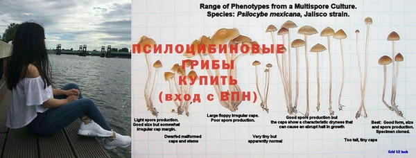 ГАЛЛЮЦИНОГЕННЫЕ ГРИБЫ Переславль-Залесский